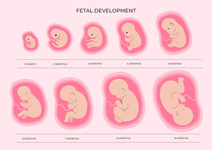 Com quantas semanas de gestação posso solicitar a licença maternidade 2 bebe no utero com semanas de gestacao