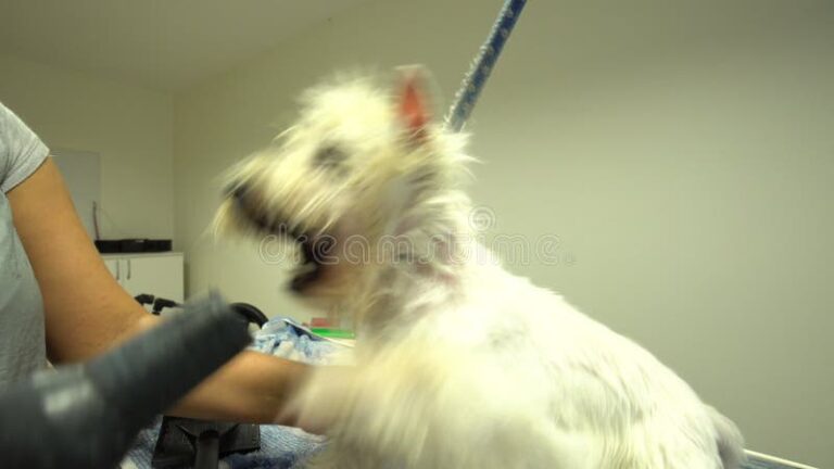 cachorro sendo tosado em um salao