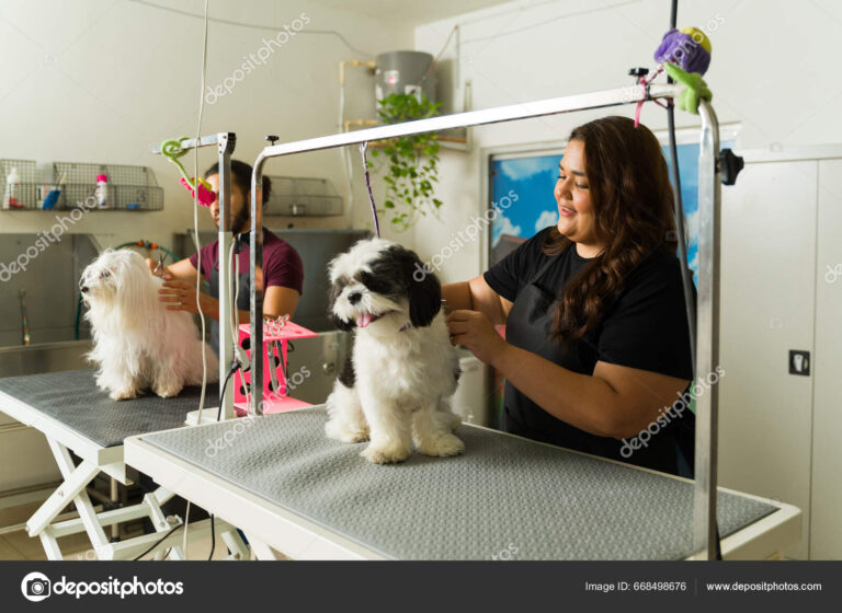Quais São as Melhores Ideias para Pet Shop de Banho e Tosa 30 caes felizes sendo tosados em um pet shop