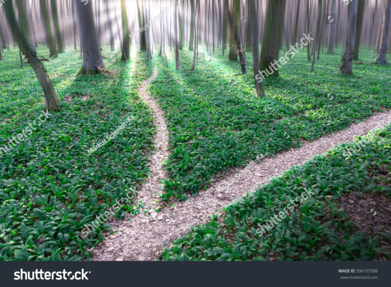 imagem de um caminho com bifurcacao