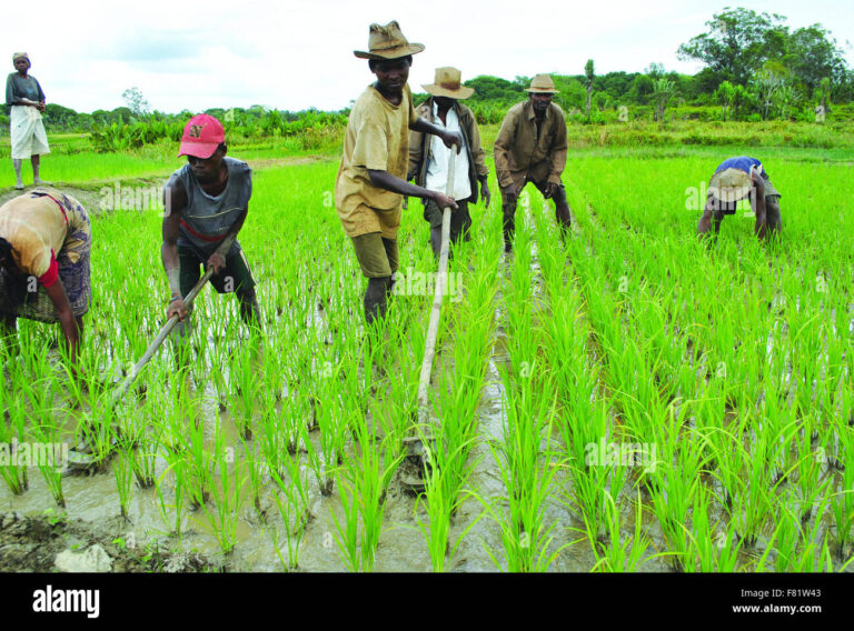 trabalhador rural em campo com ferramentas