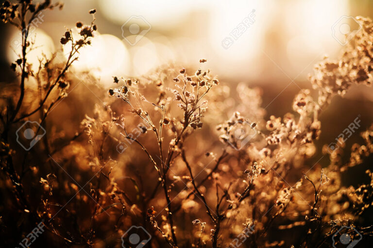 uma flor murcha com raios de sol
