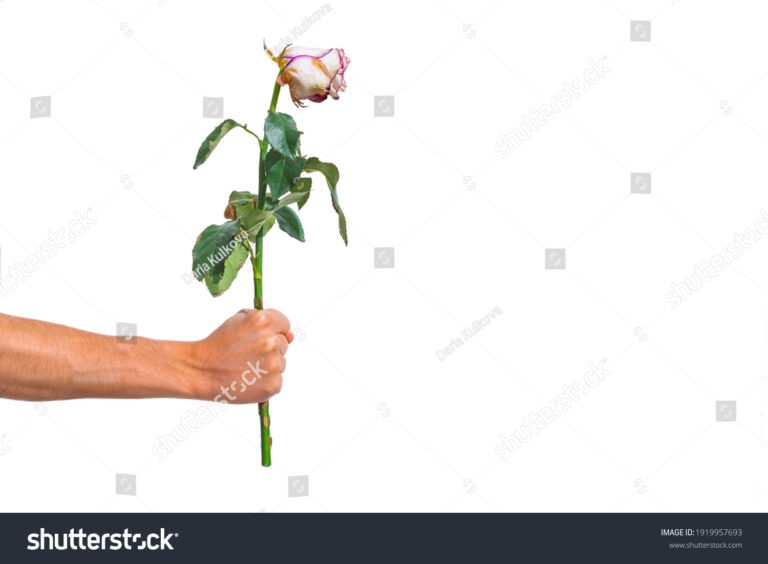 uma mao segurando uma flor murcha