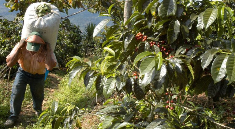 uma plantacao de cafe em crescimento